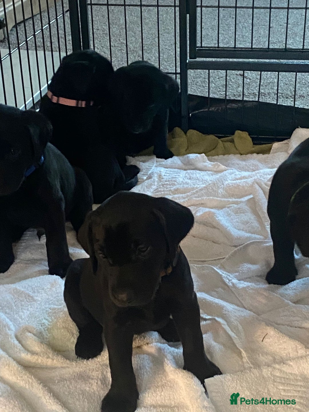 Labrador Retriever dogs for stud: KC Labrador, Health and DNA-Tested, Proven Stud in Cobham - Image 23