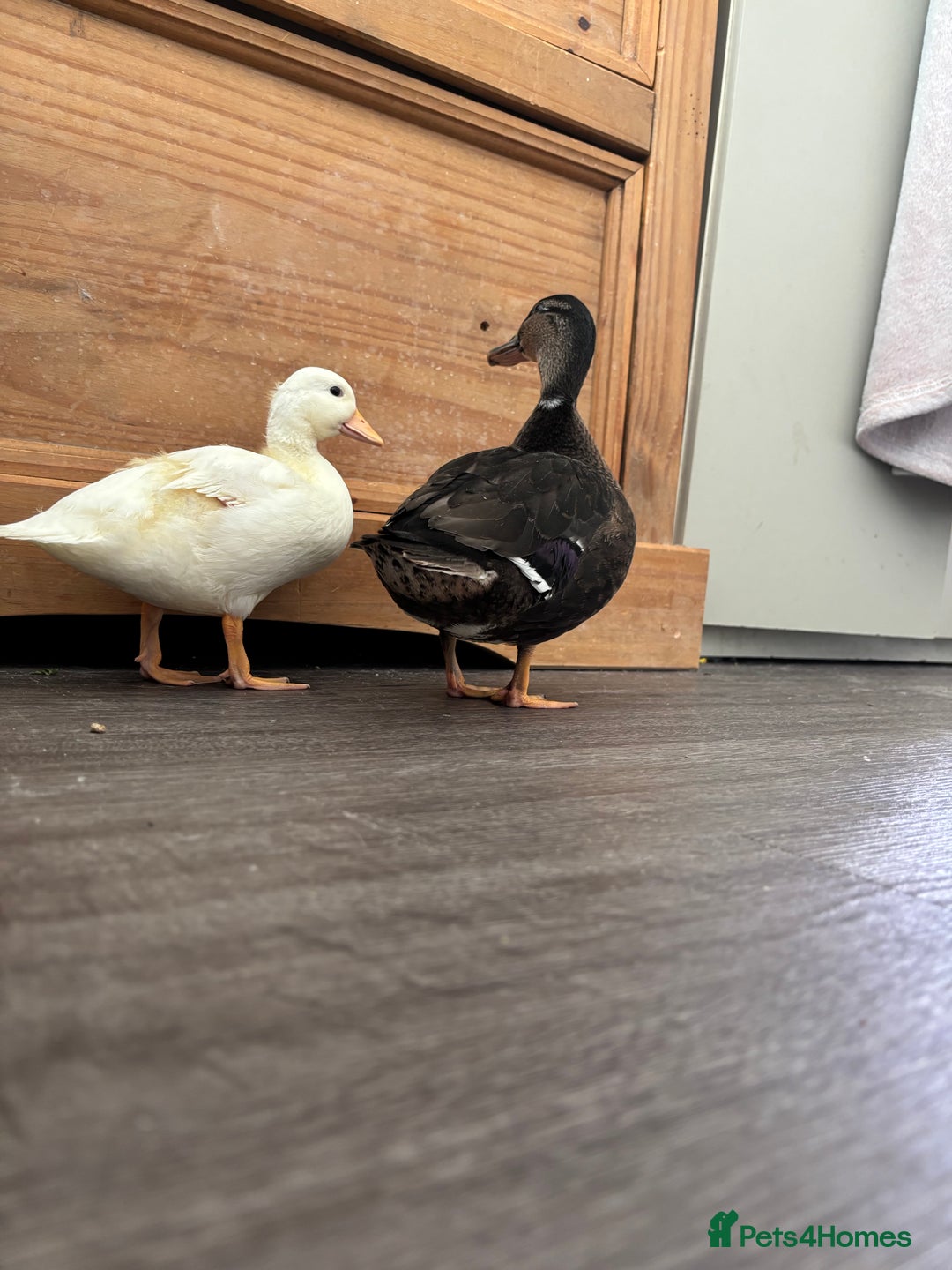 Ducks poultry for sale: Two call ducklings  - Image 4