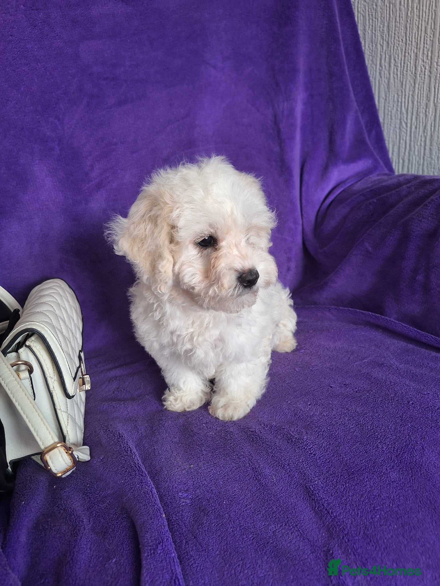 Maltese dogs Maltese ready to go - Advert 5
