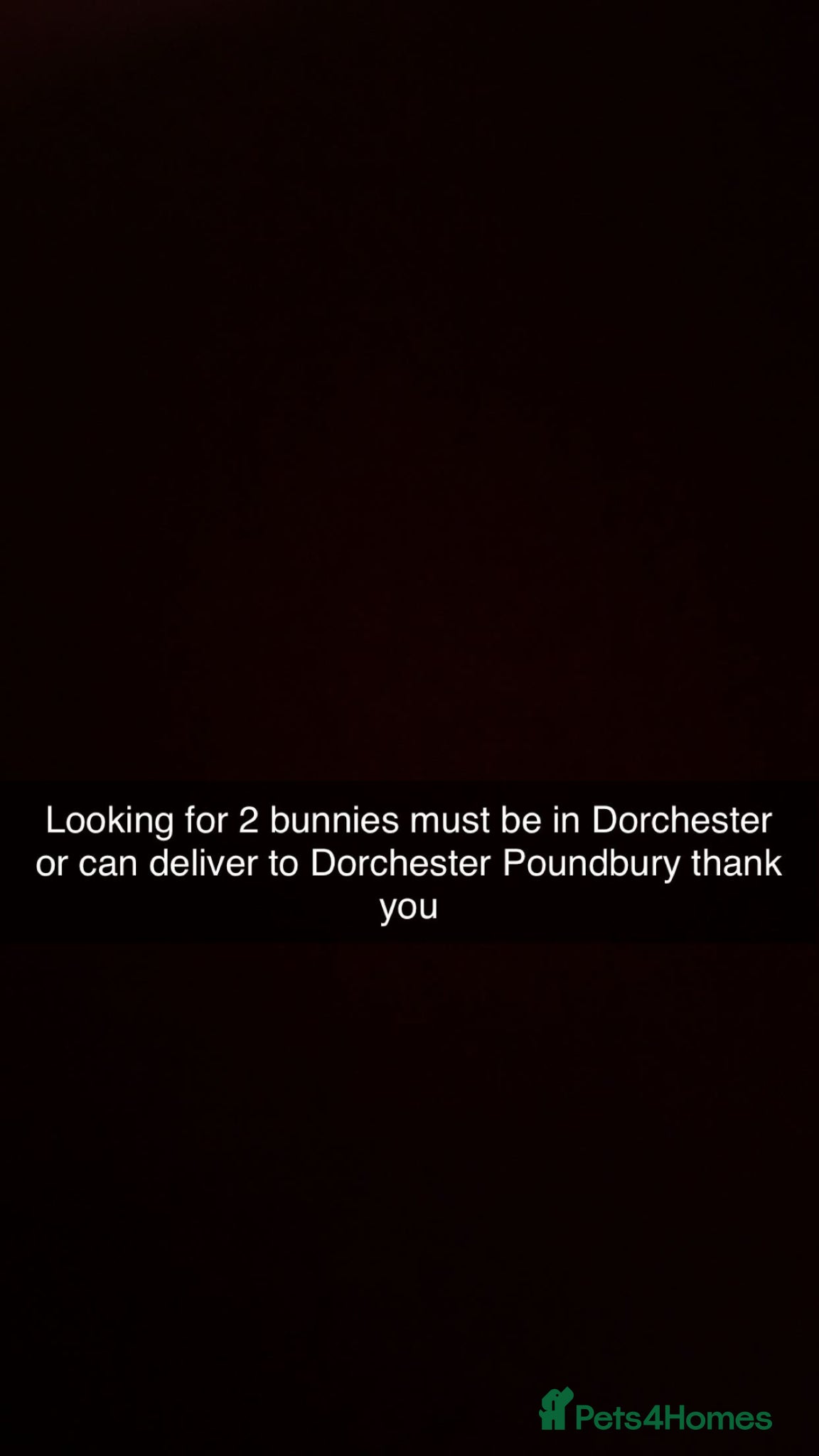 Mini Lop rabbits Looking for 2 bunnies  - Advert 1