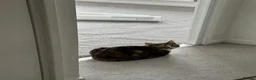 Domestic Shorthair cats for sale: Mixed Calico and Tabby Cat - Advert 3