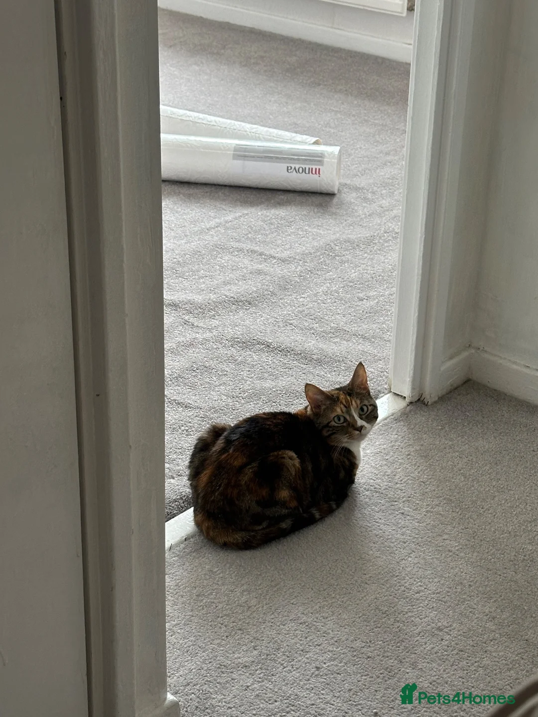 Domestic Shorthair cats for sale: Mixed Calico and Tabby Cat - Advert 3