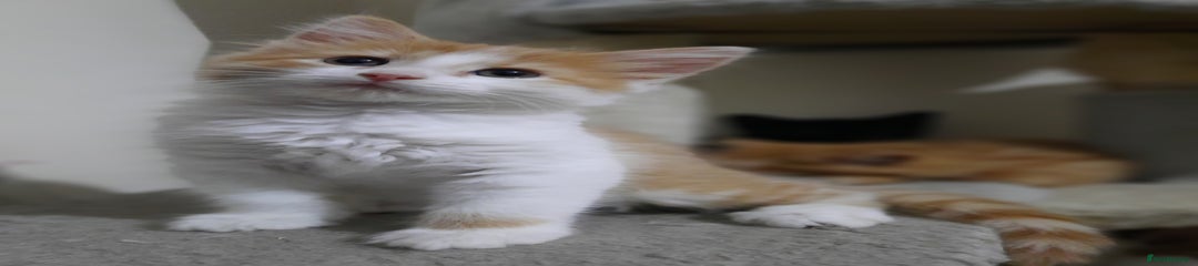 Domestic Shorthair Kitten 1