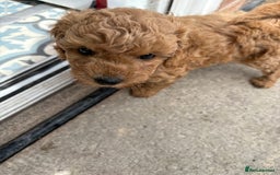 Miniature Poodle dogs for sale: Omg these Beautiful Litter Red Miniature Poodles  - Image 7