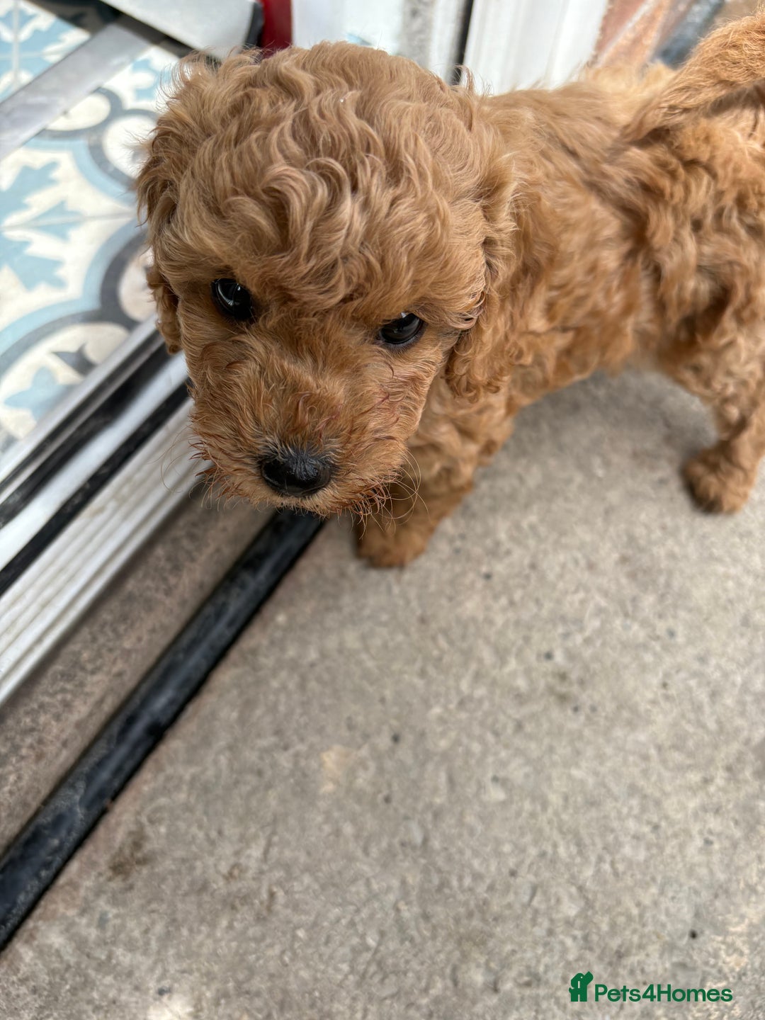 Miniature Poodle dogs for sale: Omg these Beautiful Litter Red Miniature Poodles  - Image 7