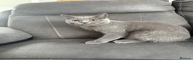 British Shorthair 1