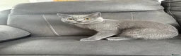British Shorthair cats for sale: British shorthair kittens Ready Now - Advert 6