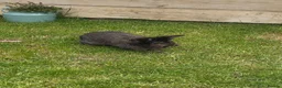 Mixed Breed rabbits for sale: 3/4 lion head bunnies (2 available) in Ipswich - Advert 10