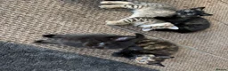 Mixed Breed cats for sale: Kittens for sale Kirkby - in- Ashfield in Nottingham - Advert 3