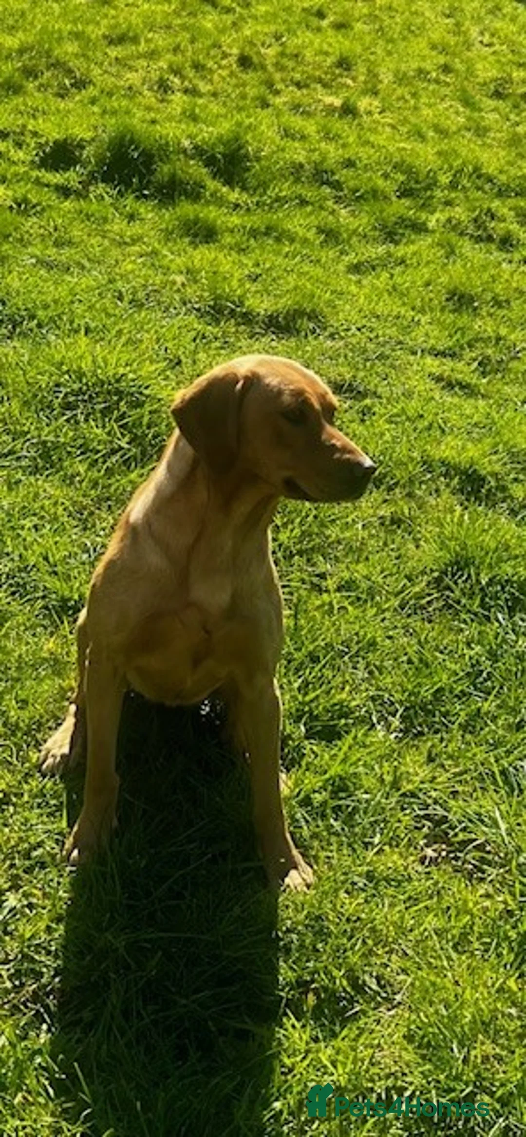 Labrador Retriever dogs for sale: KC Reg Dark Yellow Lab bitch - Advert 2