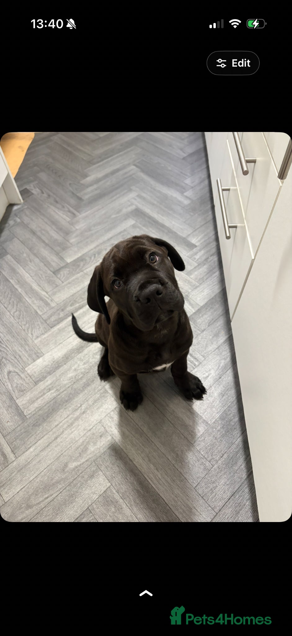 Mixed Breed dogs for sale: Kano  - Advert 7