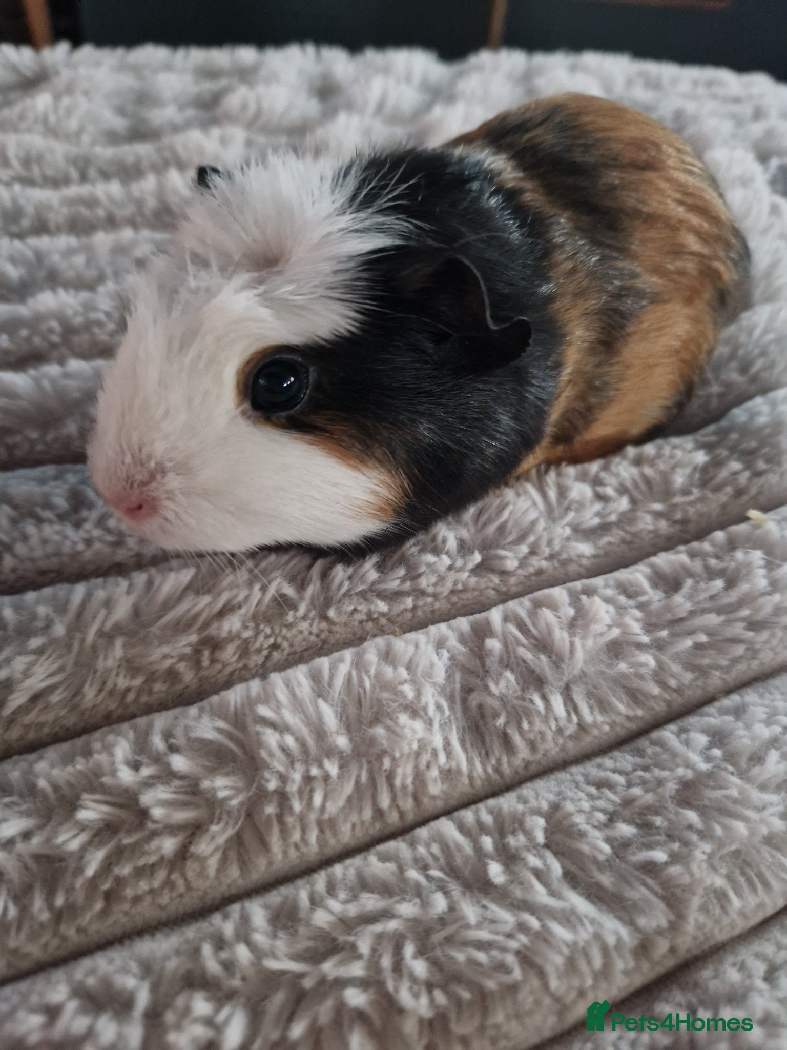 Guinea Pig rodents Baby Guinea Pigs READY NOW  - Advert 20