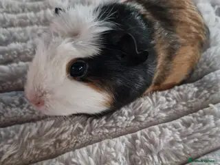 Guinea Pig rodents Baby Guinea Pigs READY NOW - Advert 20