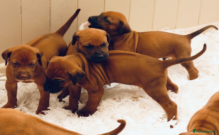 Rhodesian Ridgeback dogs - Advert 2