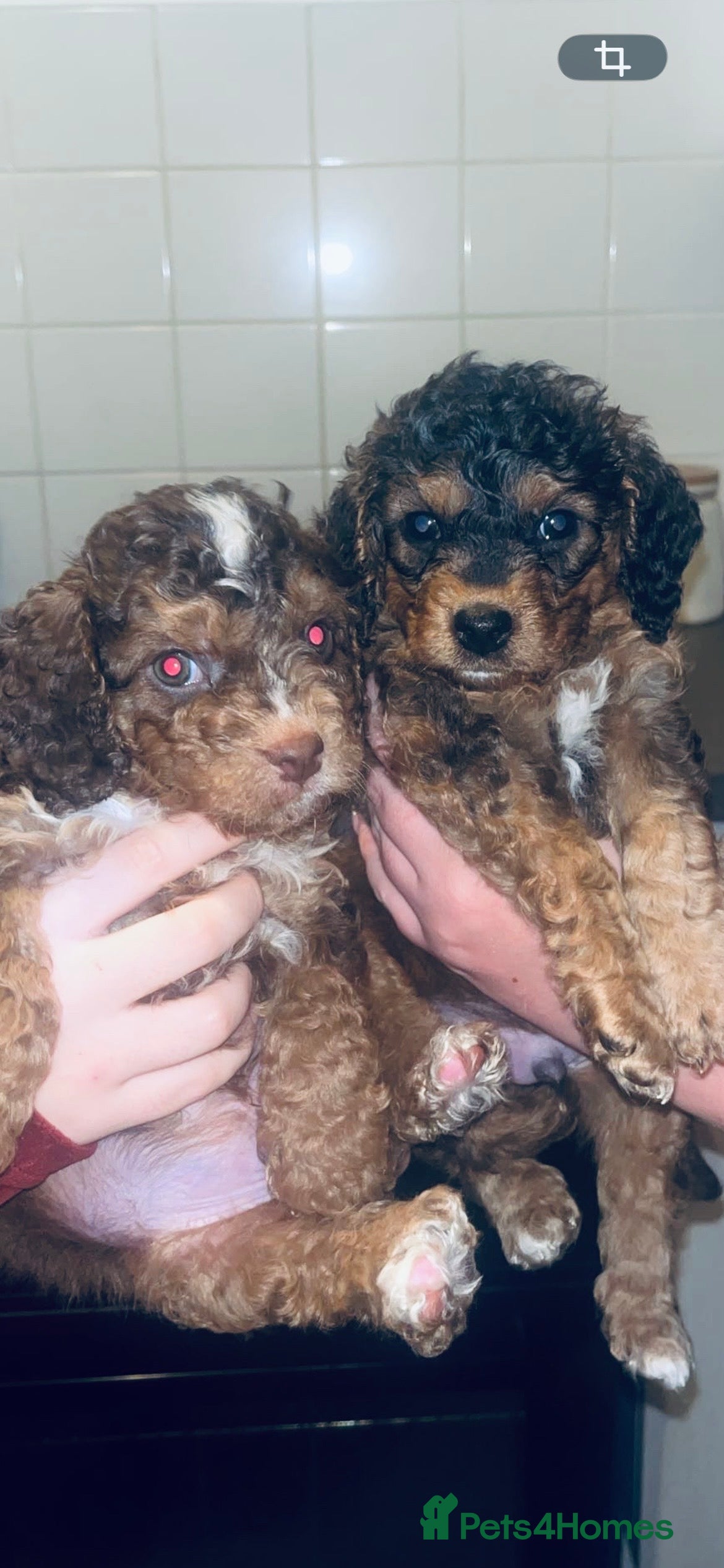 Cavapoo dogs Beautiful cavapoo 💙 - Advert 13