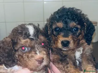 Cavapoo dogs Beautiful cavapoo 💙 - Advert 13
