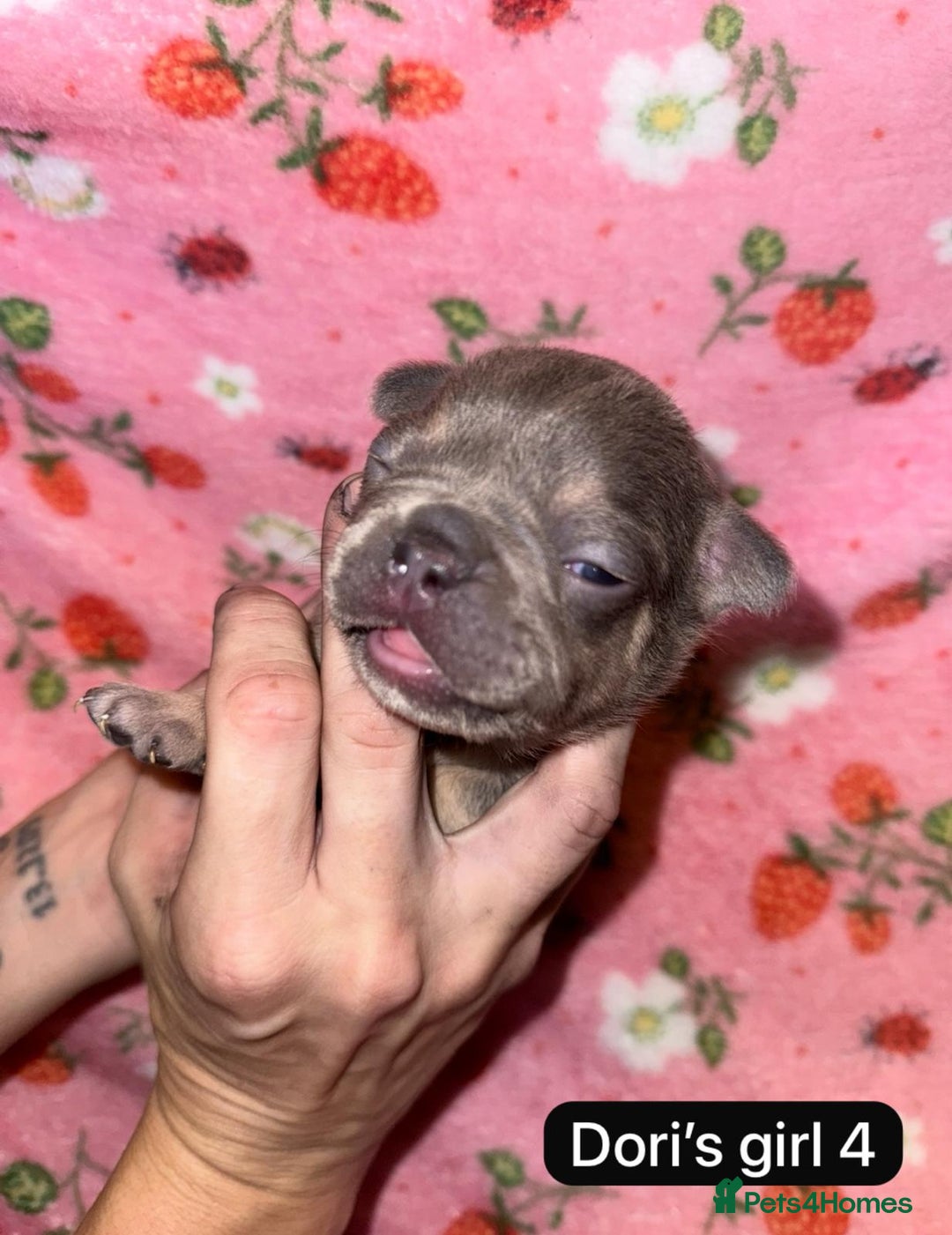 French Bulldog dogs for sale: Beautiful chunky French Bulldogs - Image 11