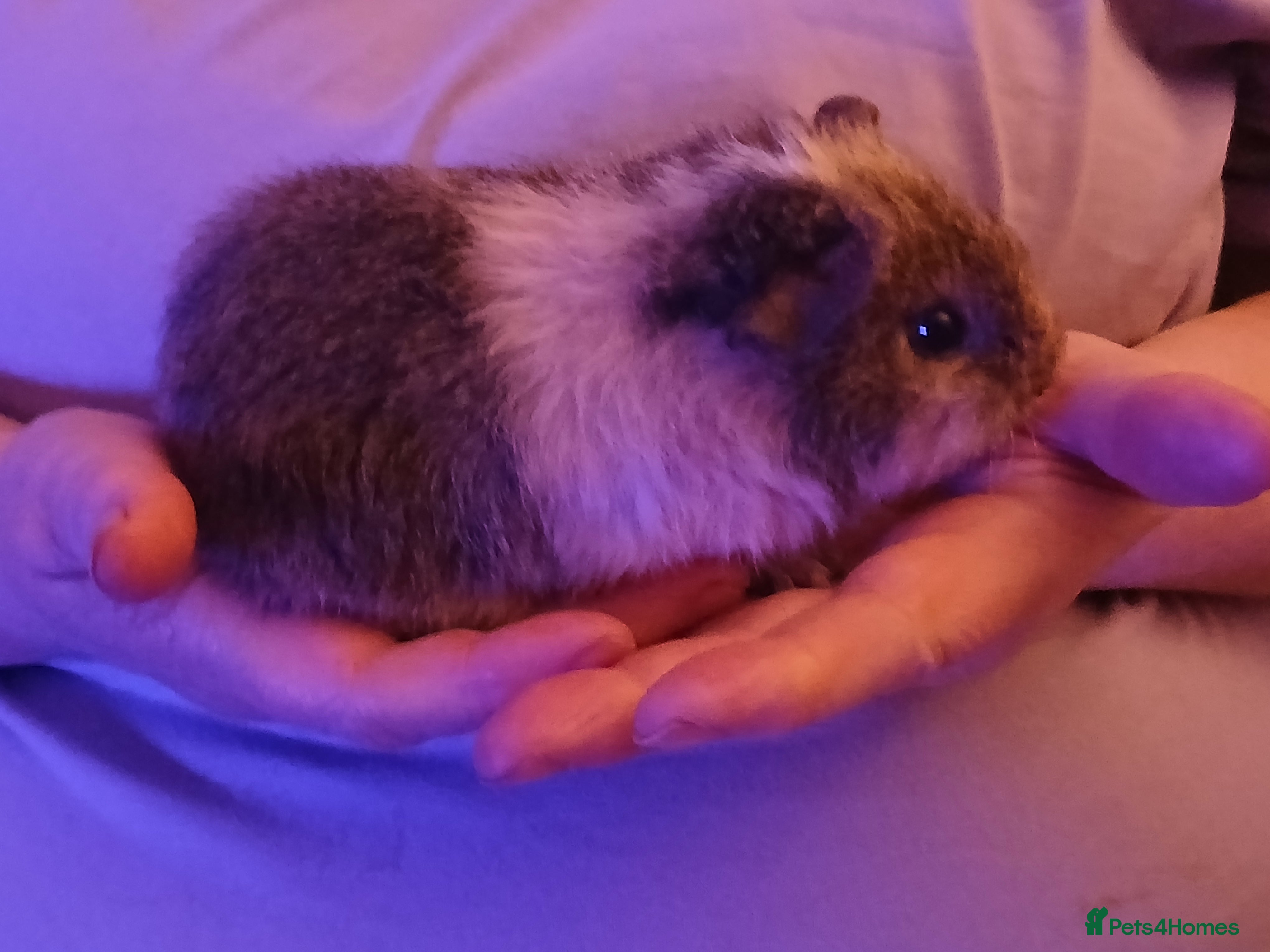 Guinea Pig rodents Baby Boar Guinea Pigs for sale.  - Advert 3