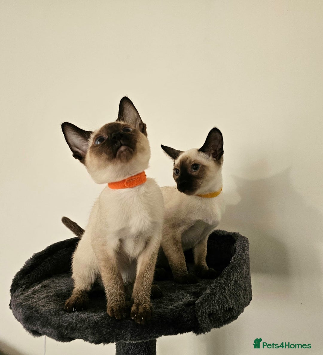 Siamese cats for sale: Cheeky little siamese kittens  - Image 6