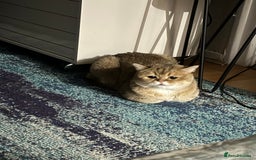 British Shorthair cats for sale: Two life long partners need their forever home - Image 8