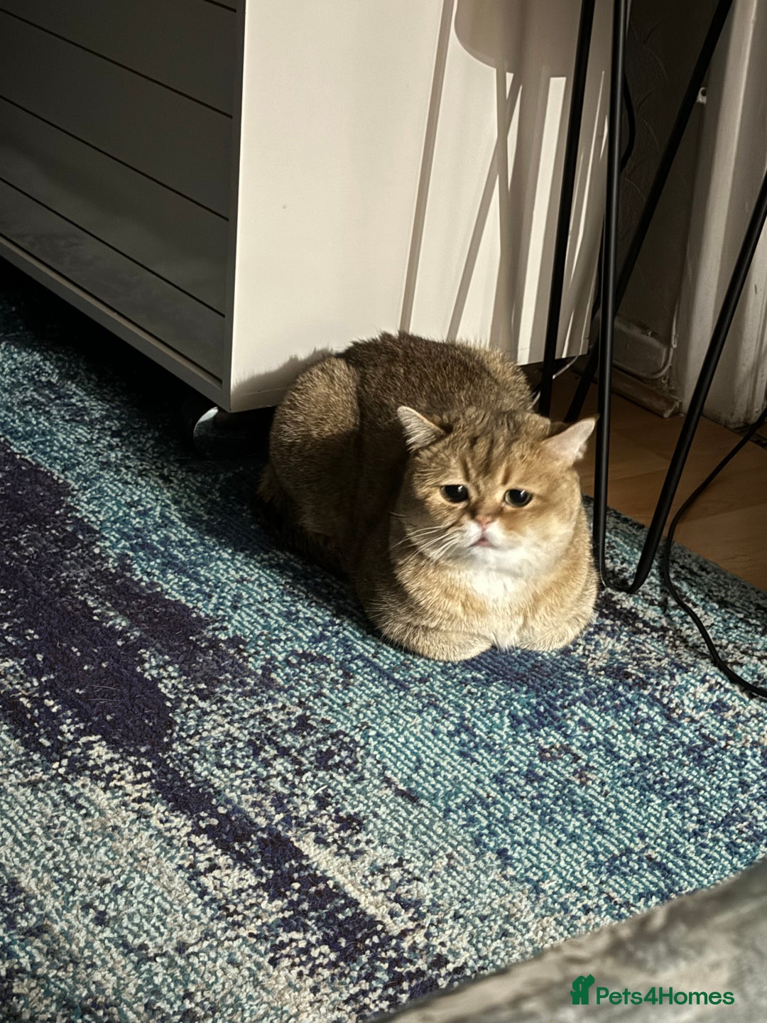 British Shorthair cats for sale: Two life long partners need their forever home - Image 8