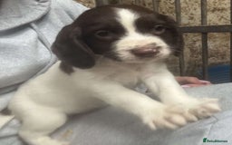 English Springer Spaniel dogs for sale: Springer pups - Image 5