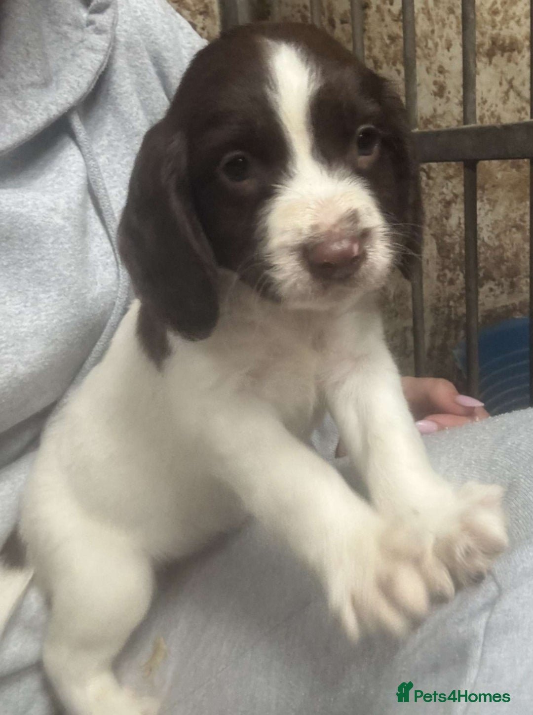 English Springer Spaniel dogs for sale: Springer pups - Image 5