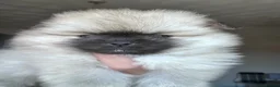 Pomeranian dogs for sale: Double Champion Lines Pomeranian KC Reg - Advert 12