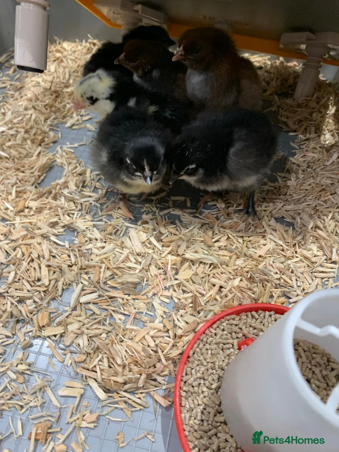 Chickens poultry for sale: Black Jersey Giants Chicks - Advert 2