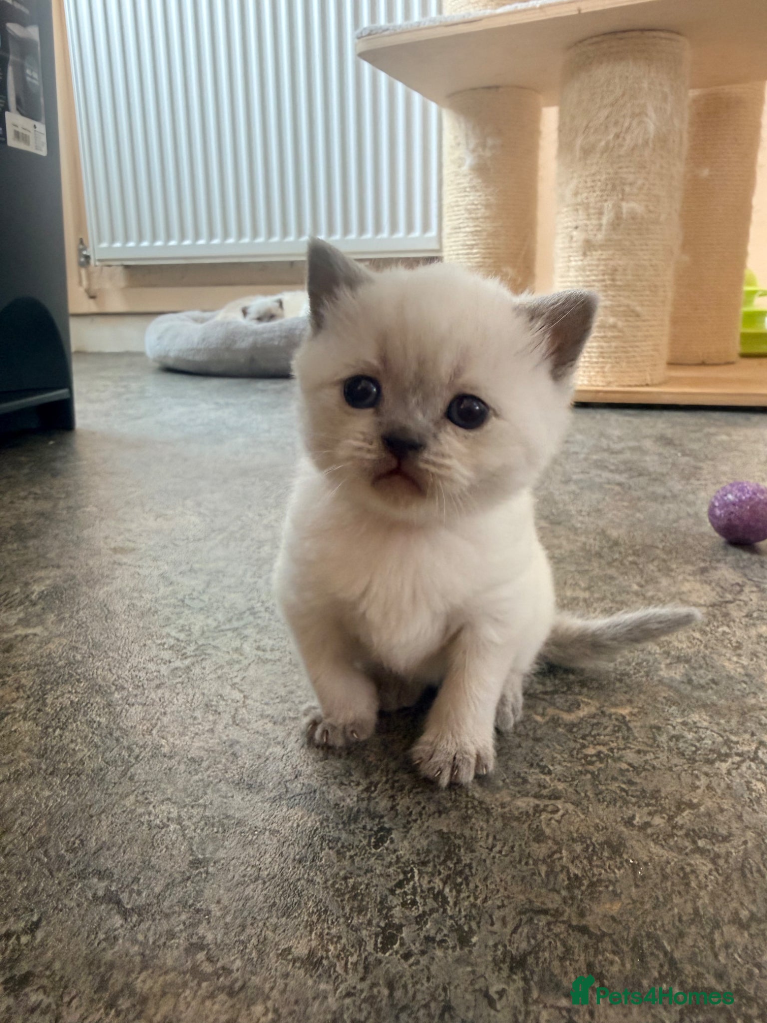 British Shorthair cats Beautiful Colour point British Shorthair Kittens - Advert 2