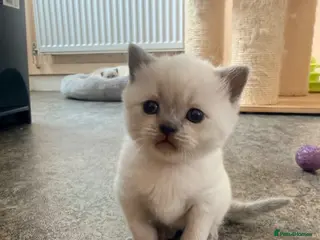 British Shorthair cats Beautiful Colour point British Shorthair Kittens - Advert 3