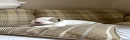 American Bully dogs for sale: 🐾 POCKET BULLY PUPPIES 🐾  in Nottingham - Advert 7