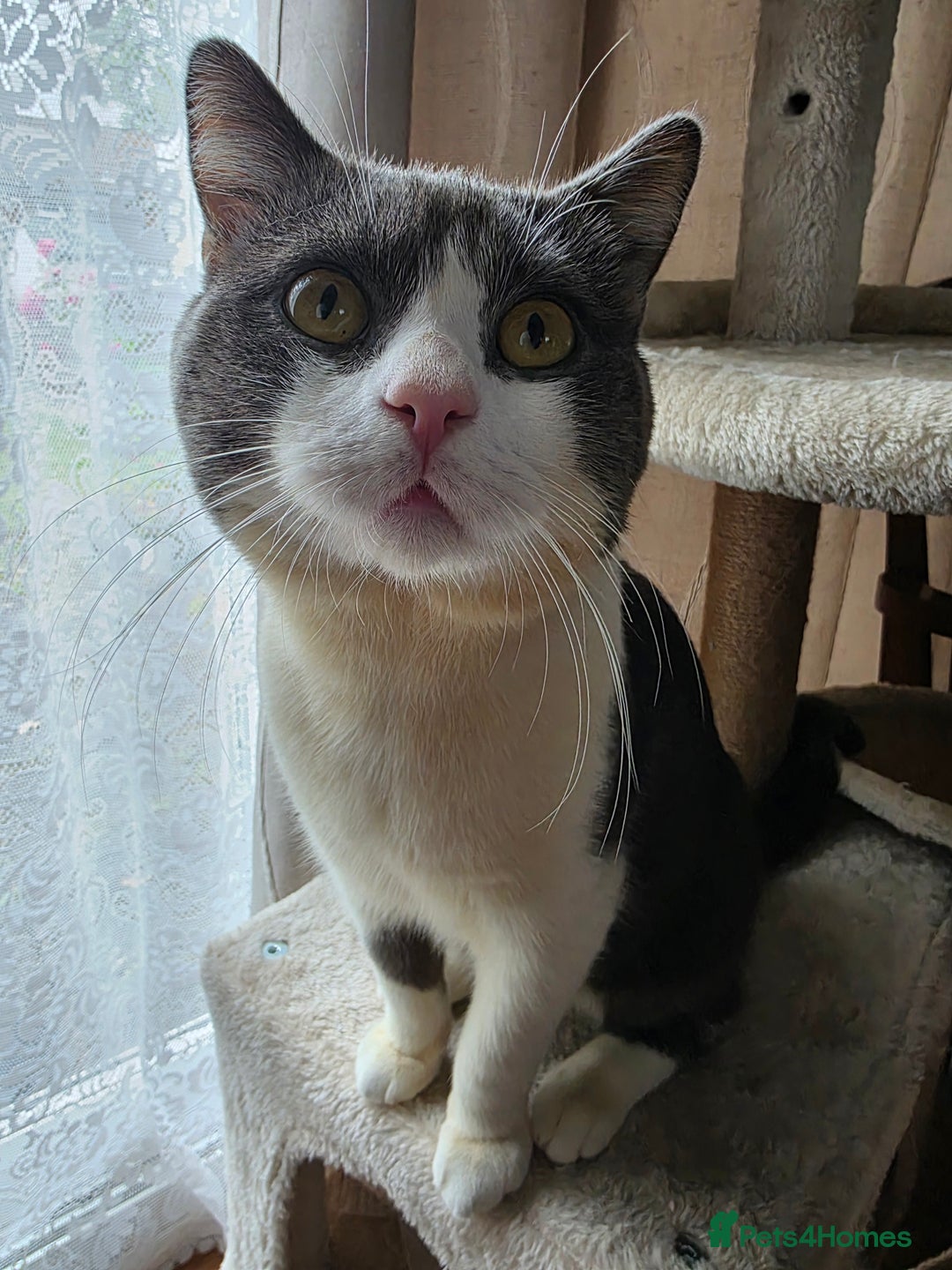 British Shorthair cats for sale: British shorthair male looking for a new home - Advert 3