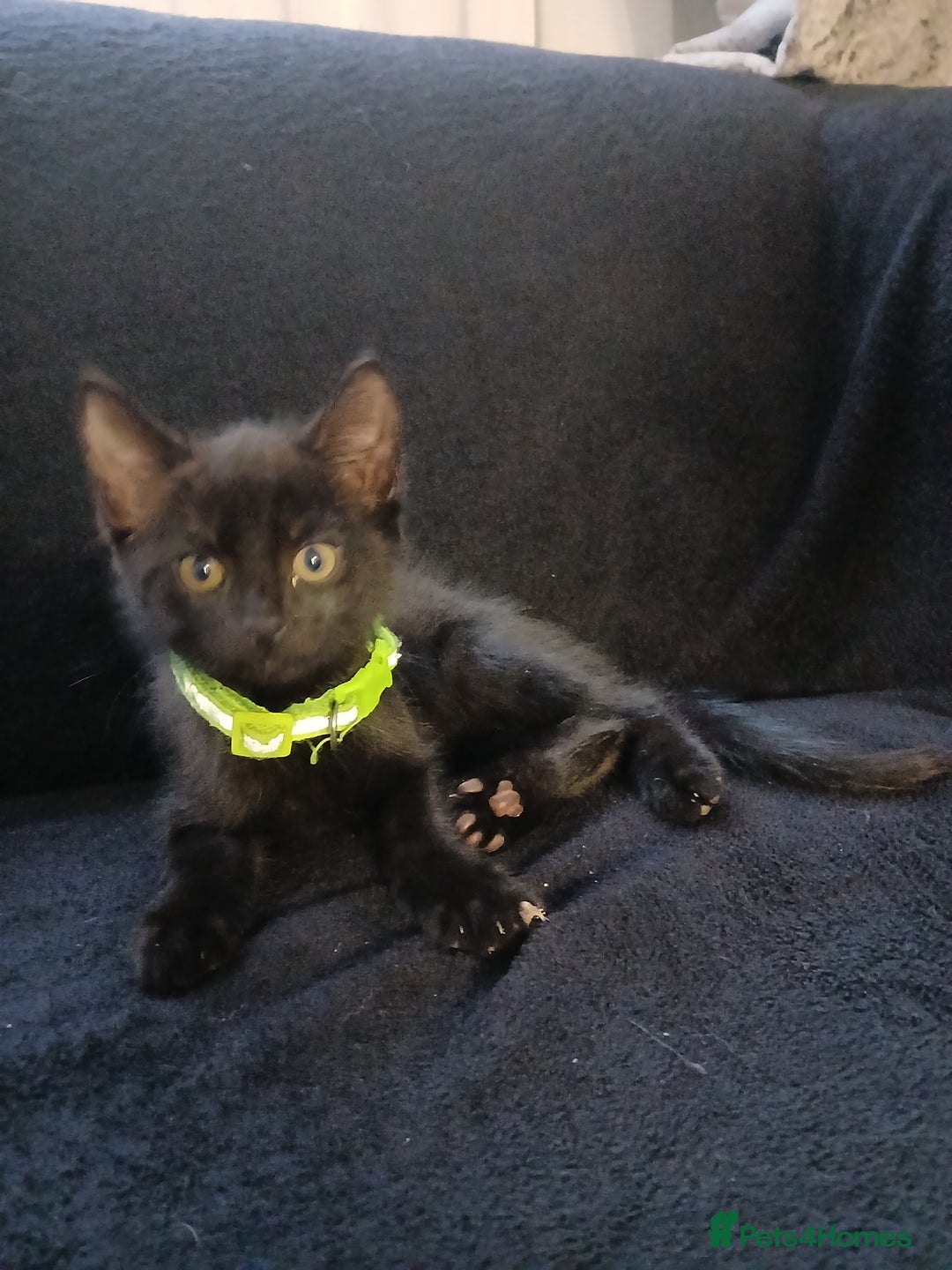 Mixed Breed cats for sale: Gorgeous mixed kittens  - Advert 5