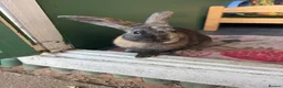 Mixed Breed rabbits for sale: Rabbits for sale - Advert 11
