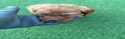 Mixed Breed dogs for sale: Here we have our beautiful litter of puppies  - Advert 10