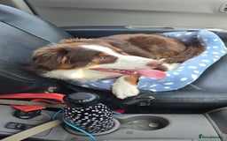 Australian Shepherd dogs for sale: Minature Australian Shepard 1 year old  - Image 5