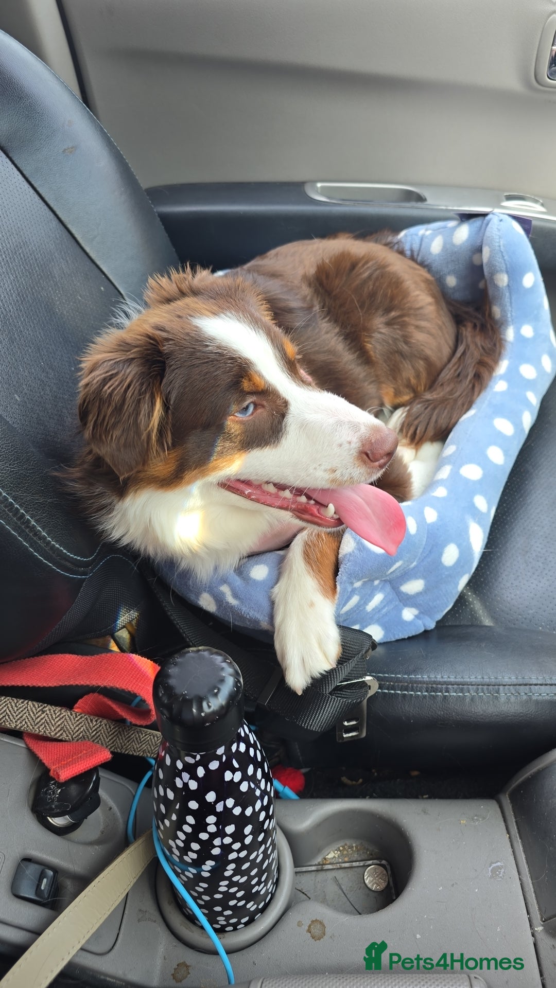 Australian Shepherd dogs for sale: Minature Australian Shepard 1 year old  - Image 5