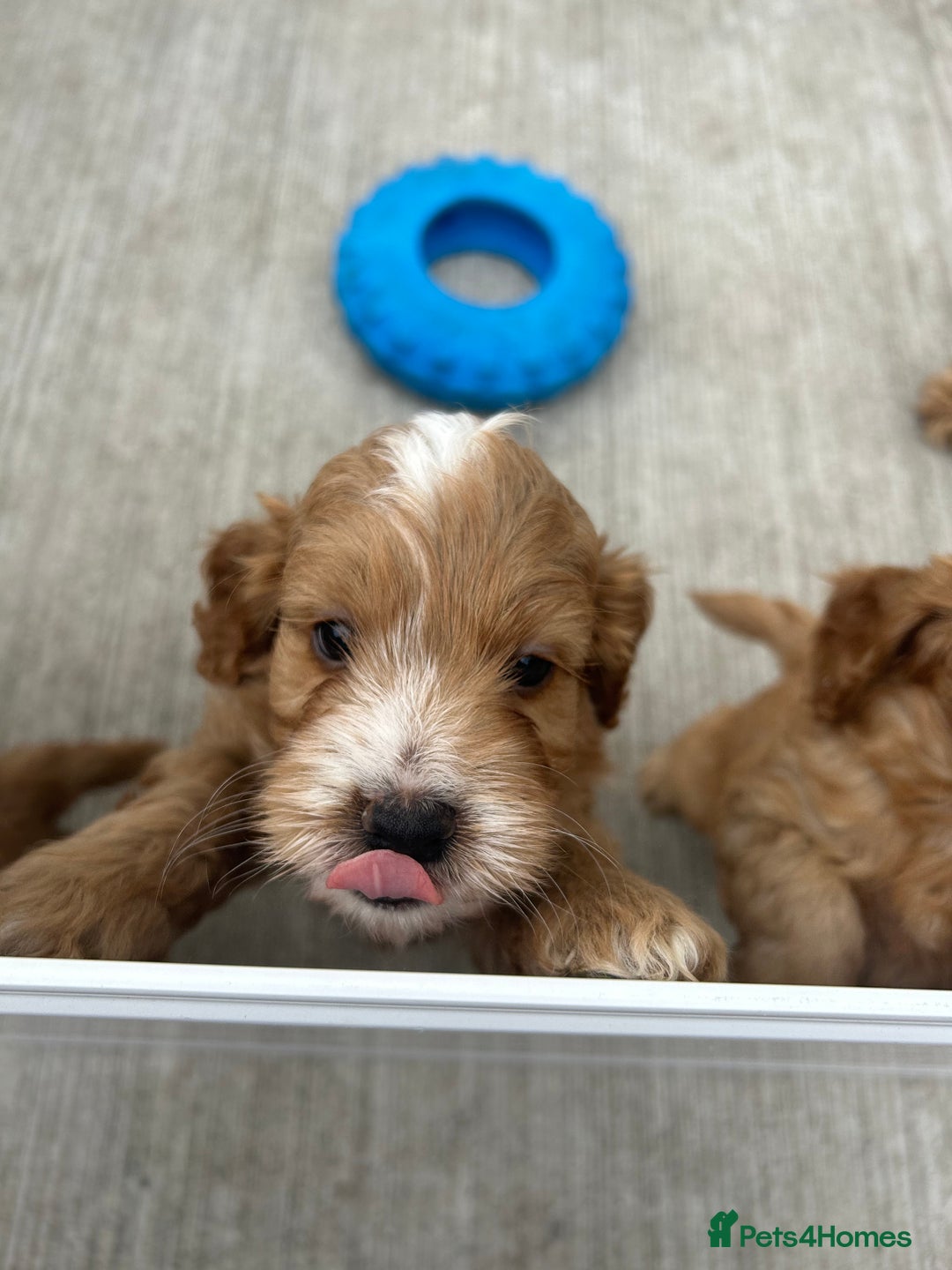 Cockapoo dogs for sale: Cockapoo puppy  - Image 5