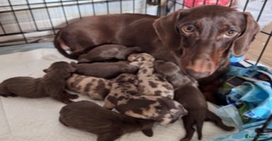 Miniature Dachshund dogs KC registered, PRA Clear!!! Miniature Dachshund  - Advert 5