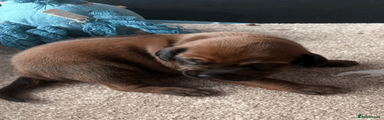 Rhodesian Ridgeback Puppy 2
