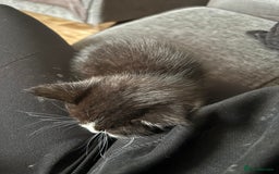 British Shorthair cats for sale: Two kittens  - Image 5