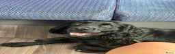 Cocker Spaniel dogs for stud: Working Cocker Spaniel for Stud - Advert 4