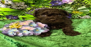 Toy Poodle dogs - Advert 12