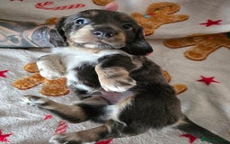 Dachshund dogs for sale: Short and long hair miniature dashund  - Image 10