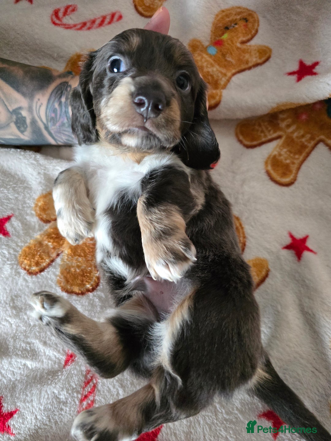 Dachshund dogs for sale: Short and long hair miniature dashund  - Image 10