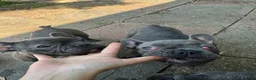 French Bulldog dogs for sale: 2 blue frenchies looking for their forever home - Advert 6