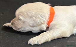 Golden Retriever dogs for sale: Chunky, cream pups - Image 38