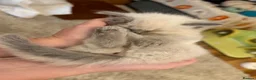 Ragdoll cats for sale: Beautiful Ragdoll kittens  - Advert 9