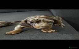 Dachshund dogs for sale: Dachshund - Image 6